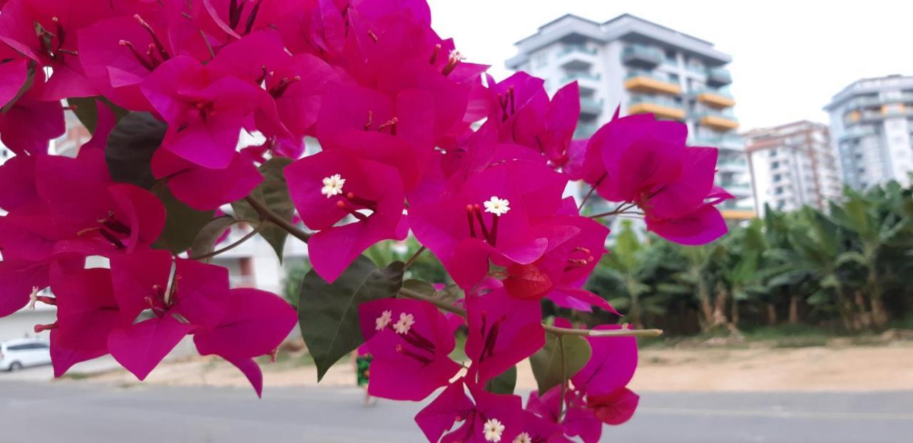 Aygun Apart 4 Mahmutlar Dış mekan fotoğraf